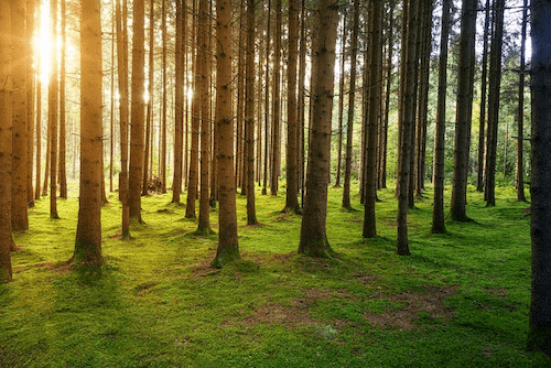 plantez des arbres gratuitement avec refoorest