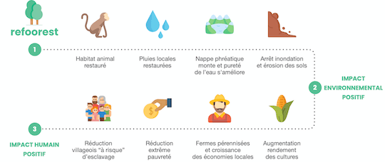 impact de la plantation d'arbres refoorest