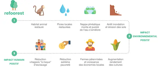 impact positif de la reforestation